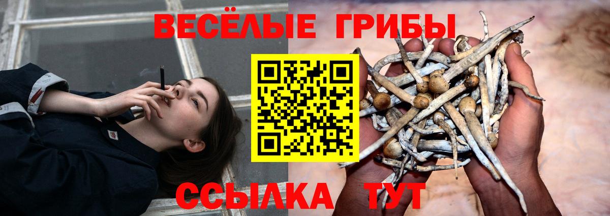 Волжск  Галлюциногенные грибы Psilocybine cubensis  Вход с VPN  Псилоцибиновые грибы прущие грибы 